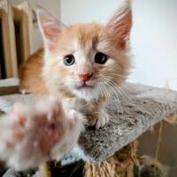 Cuccioli di Maine coon