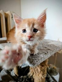 Cuccioli di Maine coon