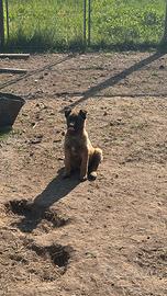 Pastore belga malinoi