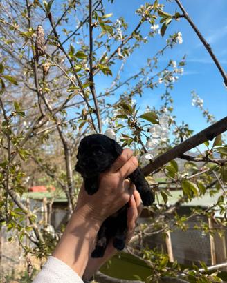 Cucciolo maltipoo maschio
