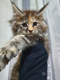 Ultime due cucciole maine coon