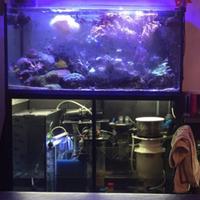 Acquario marino completo