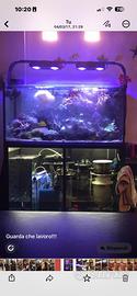 Acquario marino completo