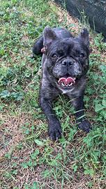 Bulldog francese femmina