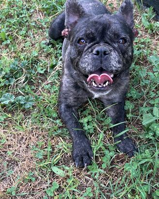 Bulldog francese femmina