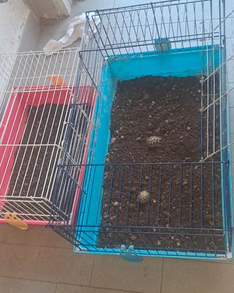 gabbie utili per terrario momentanio tartarughe