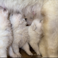 Disponili cuccioli di Pastori Abruzzesi Maremmani