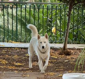 Husky per Monta