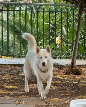 Husky per Monta
