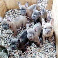 Bouledogue francese bulldog cuccioli