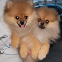 Cuccioli di Pomerania