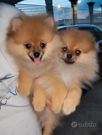 Cuccioli di Pomerania