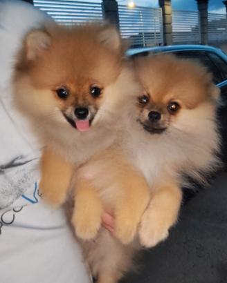 Cuccioli di Pomerania