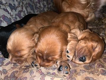 Cuccioli di Cocker Spaniel