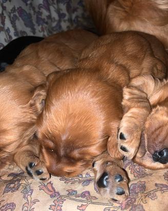 Cuccioli di Cocker Spaniel