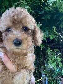 Cuccioli barboncini