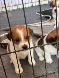 Jack russel femmina
