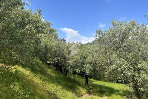 TER. AGRICOLO A NEGRAR DI VALPOLICELLA