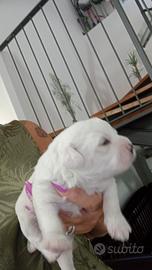 Maltese linea coreana