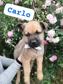 CARLO, cucciolo tg media in adozione