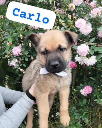 CARLO, cucciolo tg media in adozione