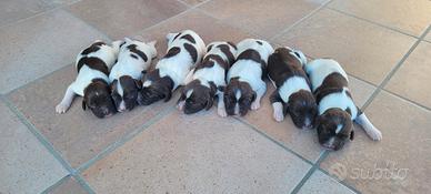Springer spaniel inglese