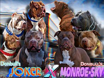 Cuccioli di American Bully XL