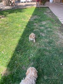 Cuccioli di barboncino toy