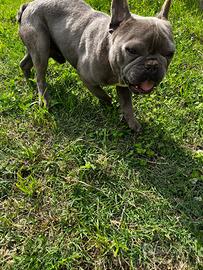Bulldog Francese Blue