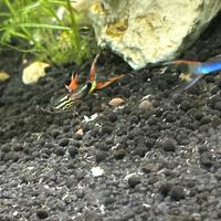 Guppy endler pesci tropicali