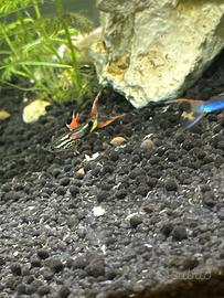 Guppy endler pesci tropicali