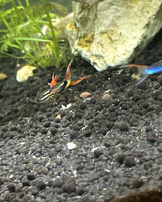 Guppy endler pesci tropicali