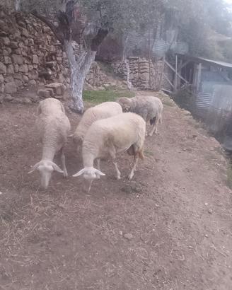 Animali pecore