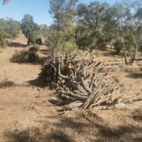 legna da ardere di quercia 