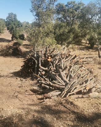 legna da ardere di quercia 