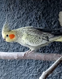 Pappagalli calopsite