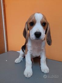 Beagle