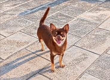Chihuahua