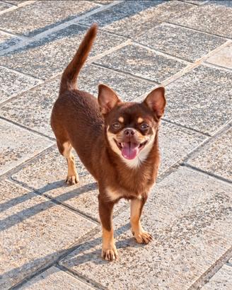 Chihuahua