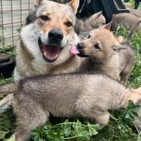 Cucciole di lupo cecoslovacco