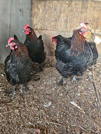 Oca femmina e galline marans