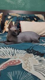 sphynx femmina Total black 
