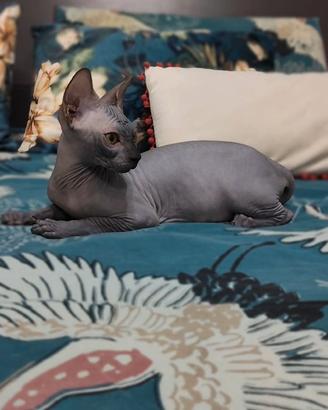 sphynx femmina Total black 