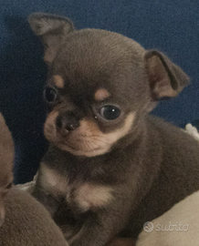 Stiamo aspettando la mami