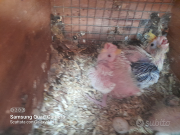 Calopsite da imbecco