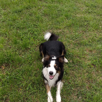 Border Collie maschio con pedigree per monta