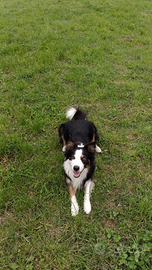 Border Collie maschio con pedigree per monta