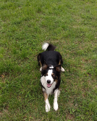 Border Collie maschio con pedigree per monta