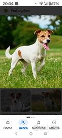 Fidanzata per il mio Jack Russel ?