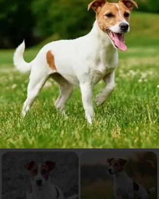 Fidanzata per il mio Jack Russel ?